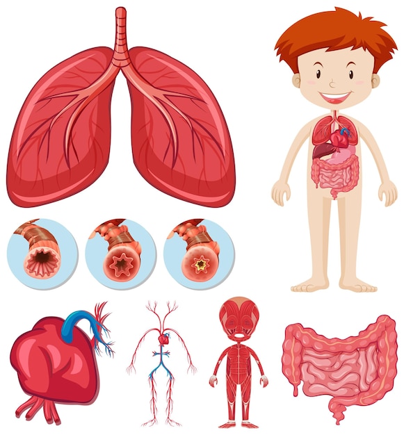 L'anatomie Du Corps Pour Les Enfants. Le Squelette Et Les Muscles, Le  Système Nerveux Et Circulatoires Éléments Le Foot Système Clip Art Libres  De Droits, Svg, Vecteurs Et Illustration. Image 47155288