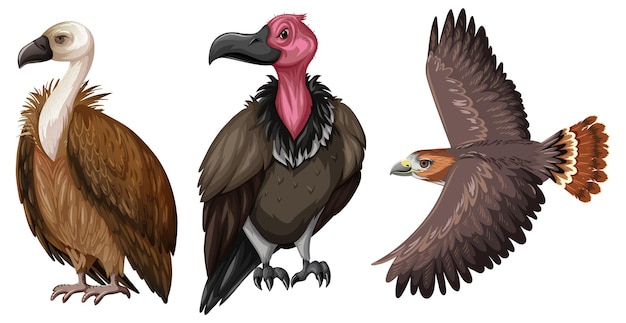 Vecteur gratuit ensemble de faucon ou vautour en style cartoon