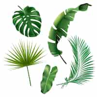 Vecteur gratuit ensemble de feuilles de jungle exotique verte monstera philodendron fan palm feuille de bananier areca palm illustration