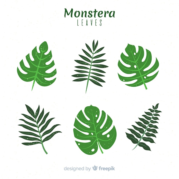 Ensemble De Feuilles De Monstera Plat