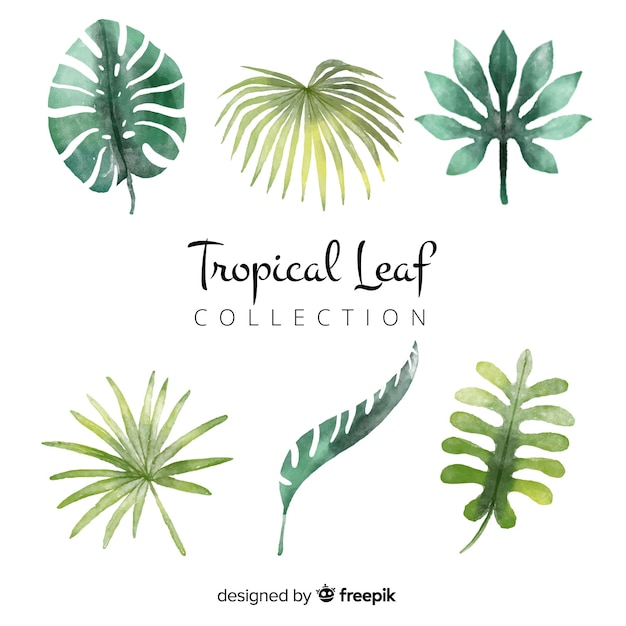 Ensemble de feuilles tropicales aquarelles