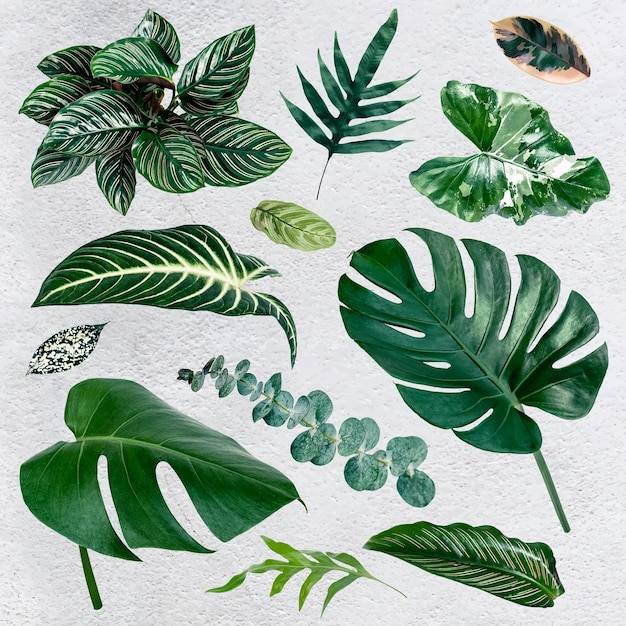 Vecteur gratuit ensemble de feuilles tropicales gren