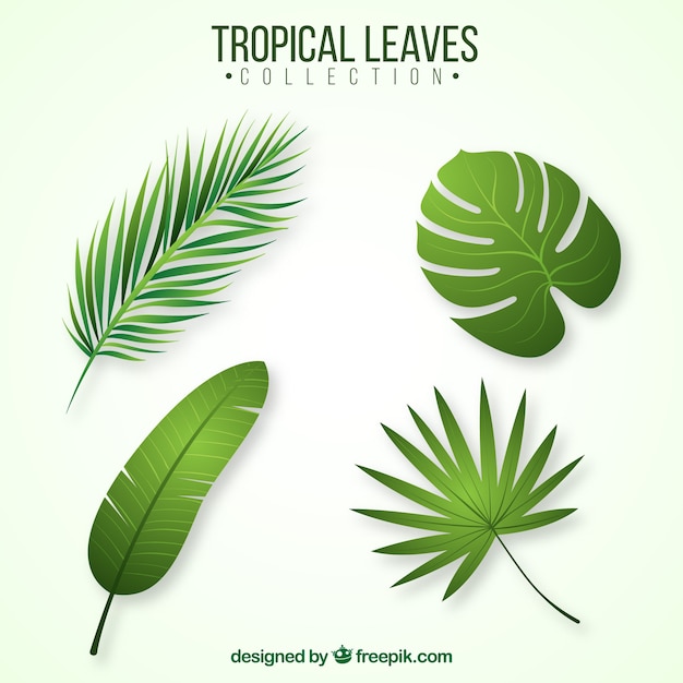 Vecteur gratuit ensemble de feuilles tropicales