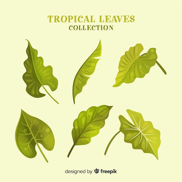 Vecteur gratuit ensemble de feuilles tropicales