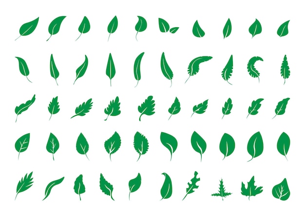 Ensemble de feuilles vertes
