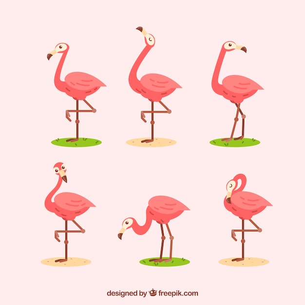 Ensemble De Flamants Roses Avec Différentes Postures