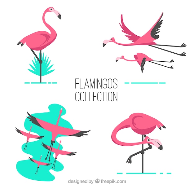 Ensemble De Flamants Roses Avec Des Poses Différentes