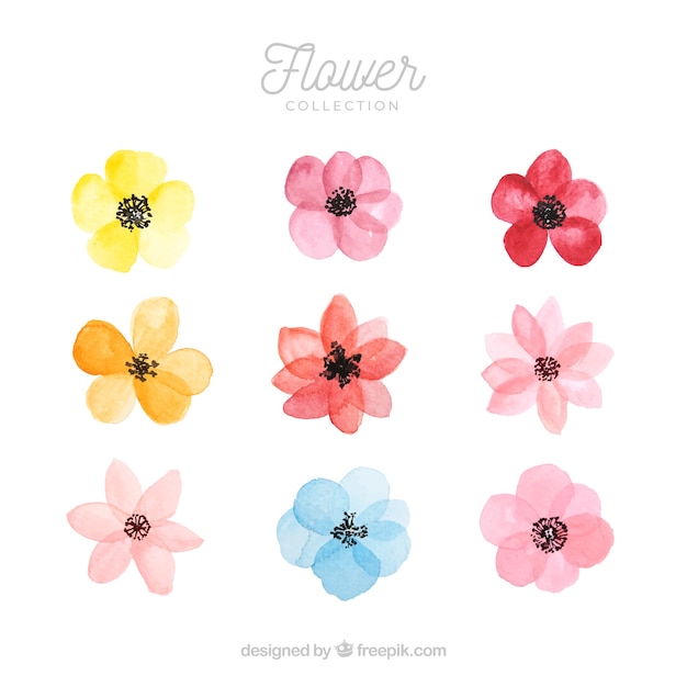 Vecteur gratuit ensemble de fleurs colorées dans le style de watecolor