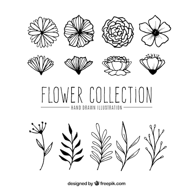 Ensemble de fleurs dans le style dessiné à la main