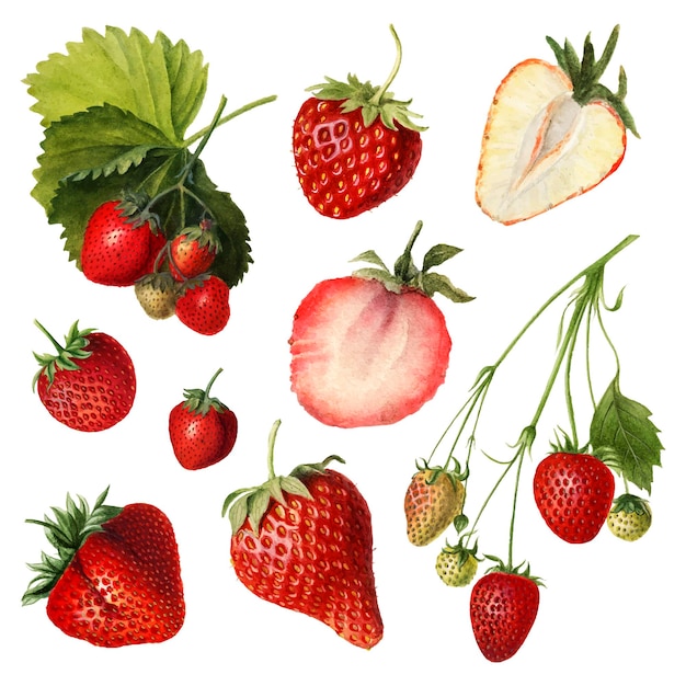 Vecteur gratuit ensemble de fraises fraîches naturelles dessinées à la main