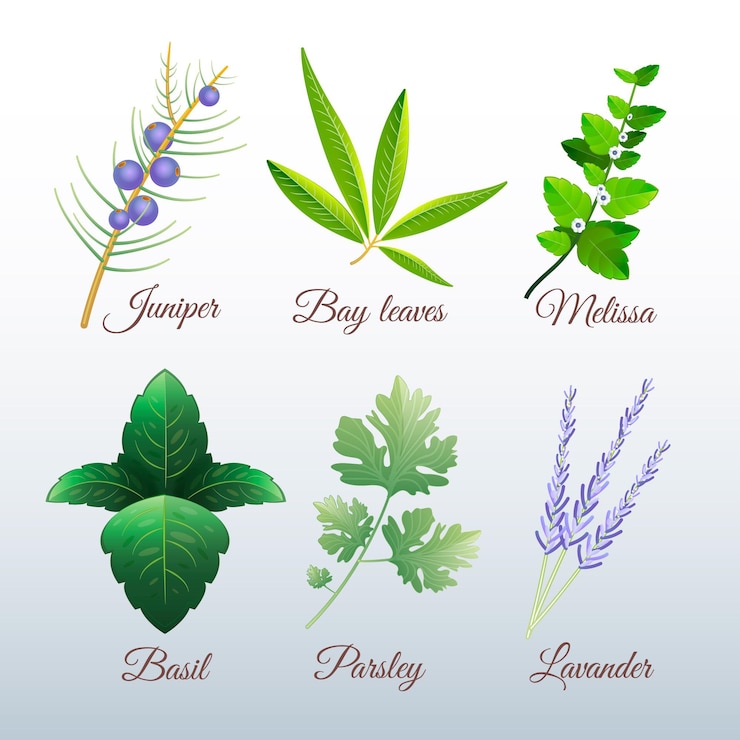 Vecteur gratuit ensemble d'herbes aux huiles essentielles avec détails