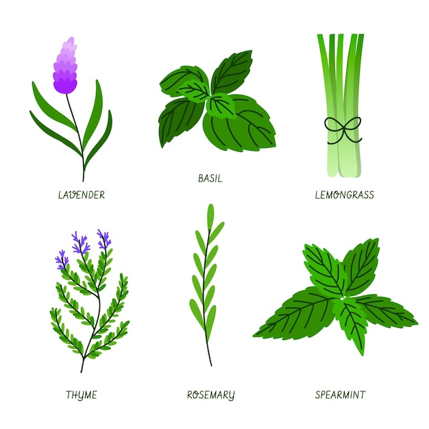 Ensemble d'herbes à l'huile essentielle de dessin à la main