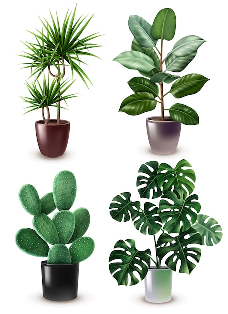 Ensemble d'icônes de plante d'intérieur réaliste