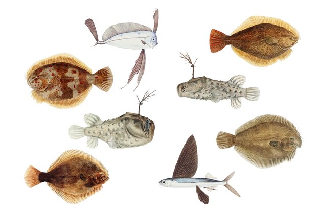 Ensemble d'illustrations d'animaux aquatiques de poisson vintage