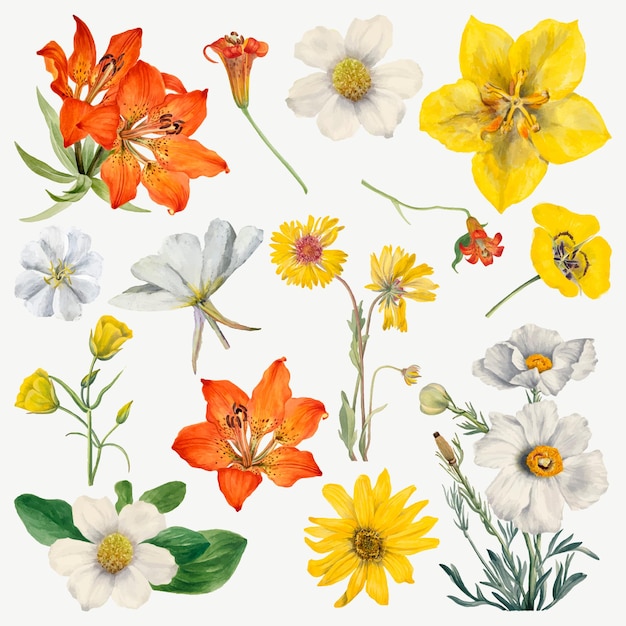 Ensemble d'illustrations de fleurs épanouies dessinées à la main, remixées à partir des œuvres de Mary Vaux Walcott