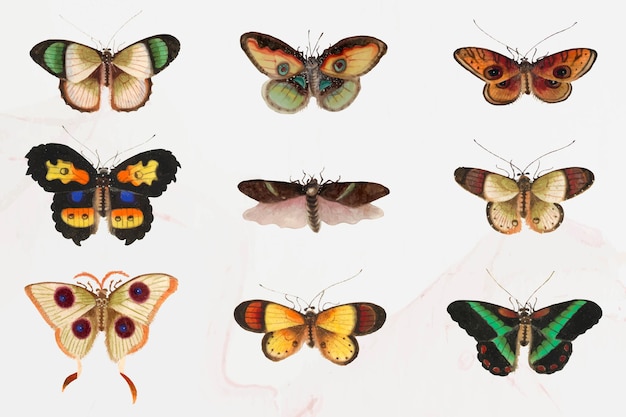 Ensemble D'illustrations De Papillons Et De Papillons