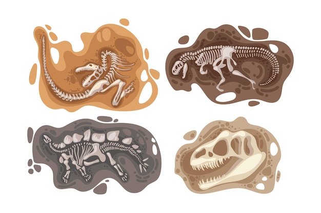 Ensemble d'illustrations vectorielles de fossiles de dinosaures. Os ou squelettes de reptiles préhistoriques trouvés sous terre lors de fouilles isolées sur fond blanc. Archéologie, concept de paléontologie