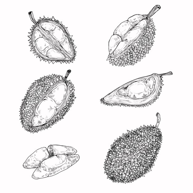 Ensemble d&#39;illustrations vectorielles, icônes d&#39;un fruit durian