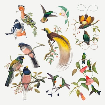 Ensemble d'impression d'art animalier de vecteur d'oiseau vintage, remixé à partir de la collection du domaine public