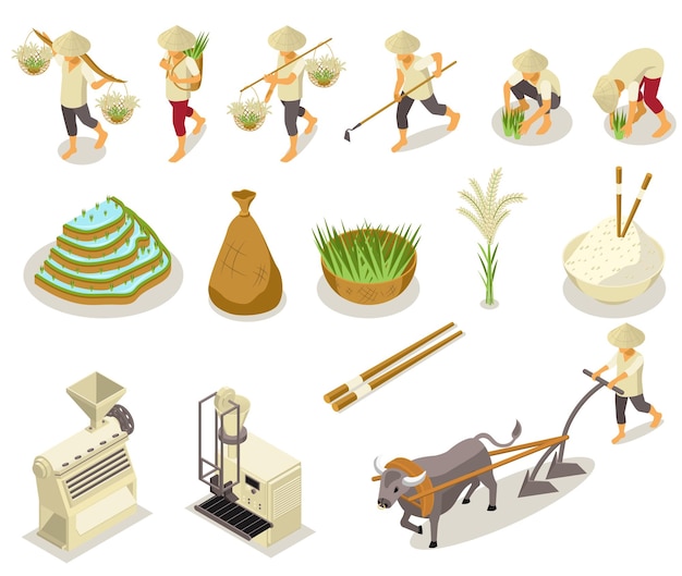 Vecteur gratuit ensemble isométrique de production de riz avec des icônes isolées d'outils de collecte et de nettoyage avec des personnages d'illustration vectorielle de travailleurs