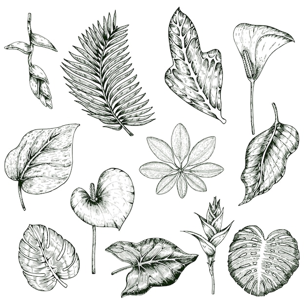 Vecteur gratuit ensemble monochrome de plantes tropicales dessinées à la main