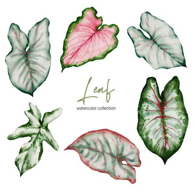 Ensemble de monstera et caladium élégants tropicaux dans le style d'aquarelles