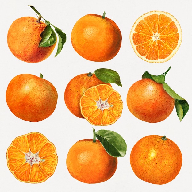 Vecteur gratuit ensemble d'oranges fraîches naturelles dessinées à la main