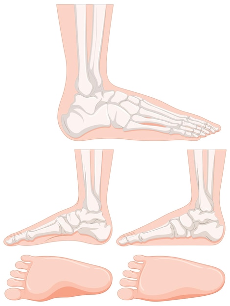 Vecteur gratuit ensemble d'os de pied humain