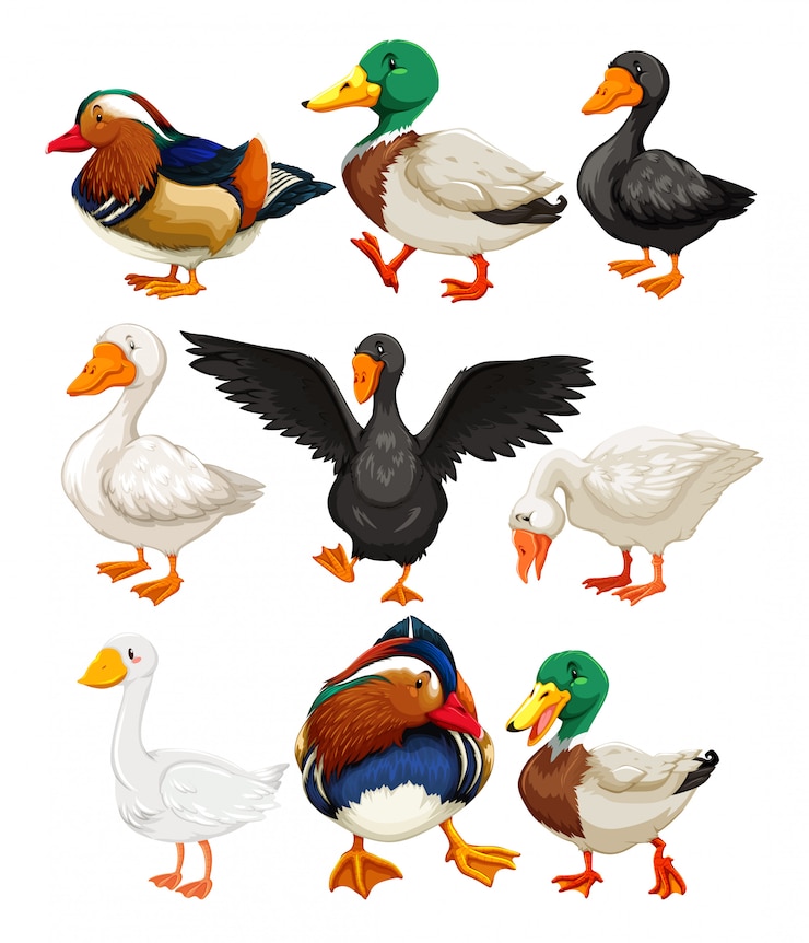 Vecteur gratuit ensemble de personnage de canard