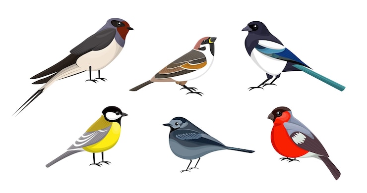 Vecteur gratuit ensemble de petits oiseaux mignons. illustrations vectorielles de petits animaux assis, vue latérale. collection de dessins animés avec pie hirondelle moineau bouvreuil mésange isolé blanc. nature, faune, concept de faune