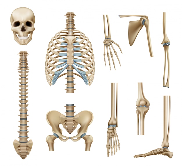 Vecteur gratuit ensemble de pièces de squelette humain réaliste