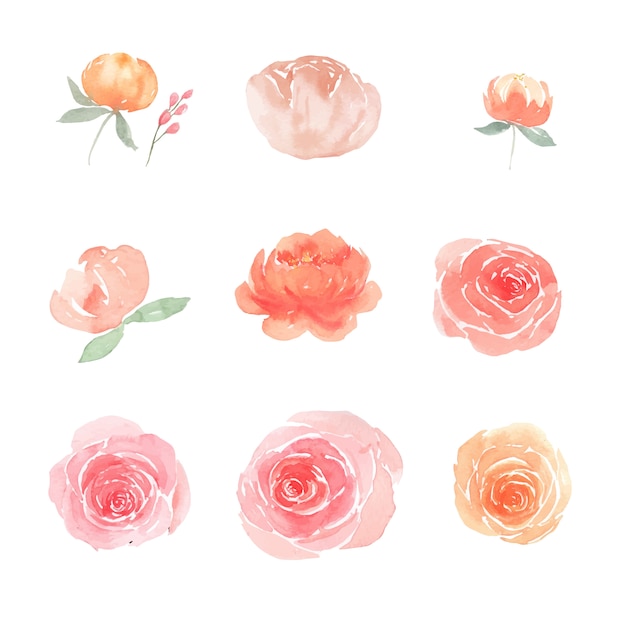 Ensemble De Pivoine Aquarelle Et Rose, Illustration D'éléments Blancs Isolés.