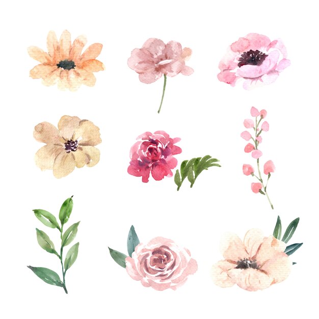 Ensemble de pivoine rose aquarelle, illustration dessinée à la main de floral