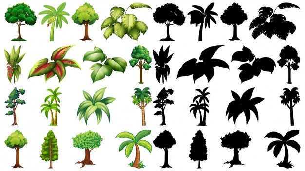 Ensemble de plante et arbre avec sa silhouette