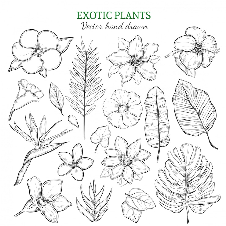 Vecteur gratuit ensemble de plantes exotiques dessinées à la main