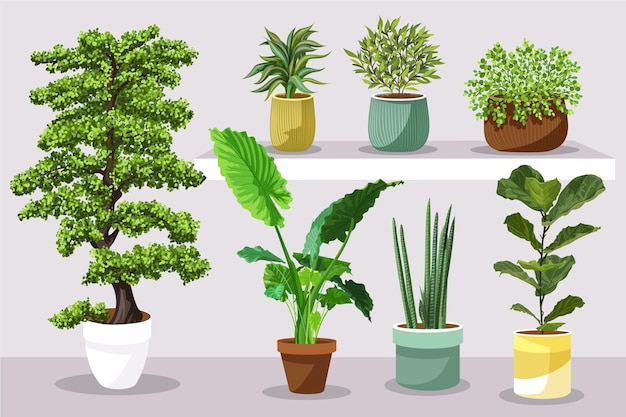 Ensemble de plantes d'intérieur en pots