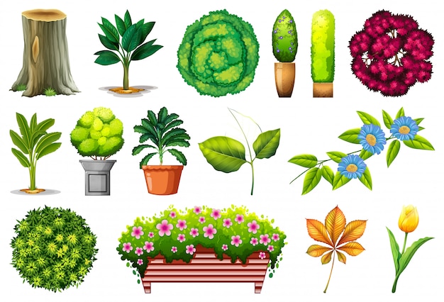 Vecteur gratuit ensemble de plantes ornementales