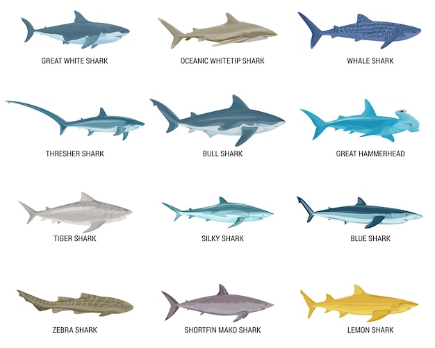 Vecteur gratuit ensemble plat de requins d'icônes isolées avec texte et images de poissons prédateurs sur illustration vectorielle fond blanc