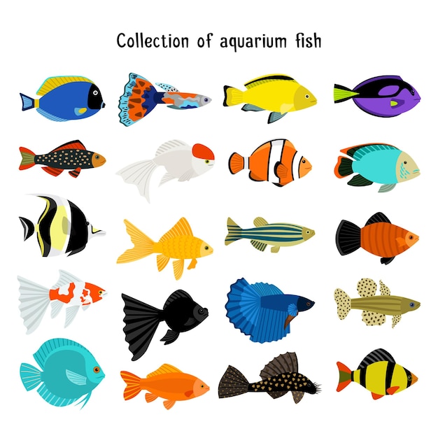 Ensemble De Poissons D'aquarium. Poissons De Plongée Sous-marine Isolés Sur Fond Blanc. Illustration D'animaux De Mer Couleur