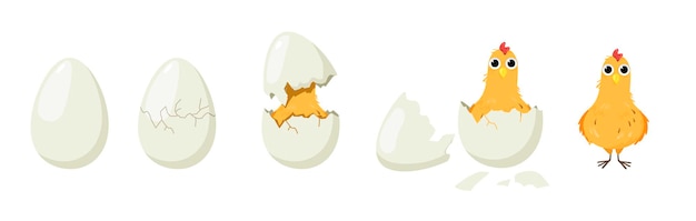 Ensemble de processus d'éclosion de poussins mignons. illustrations vectorielles des étapes de la naissance de l'œuf au bébé oiseau. oeuf entier et fêlé de dessin animé, petit poulet drôle en coquille isolé sur blanc. volaille de ferme, concept de pâques