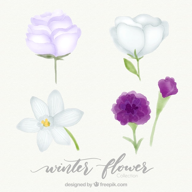 Ensemble de quatre fleurs d&#39;hiver aquarelles