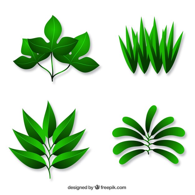 Ensemble de quatre plantes vertes