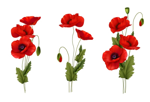 Ensemble réaliste de bouquet de fleurs de printemps coquelicots rouges isolé sur illustration vectorielle fond blanc