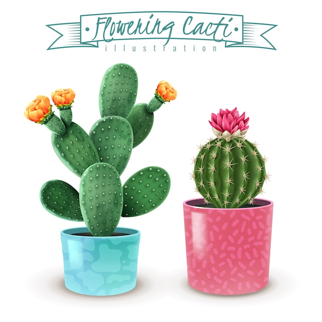 Vecteur gratuit ensemble réaliste de cactus en fleurs de 2 variétés de plantes d'intérieur populaires dans des pots décoratifs colorés closeup
