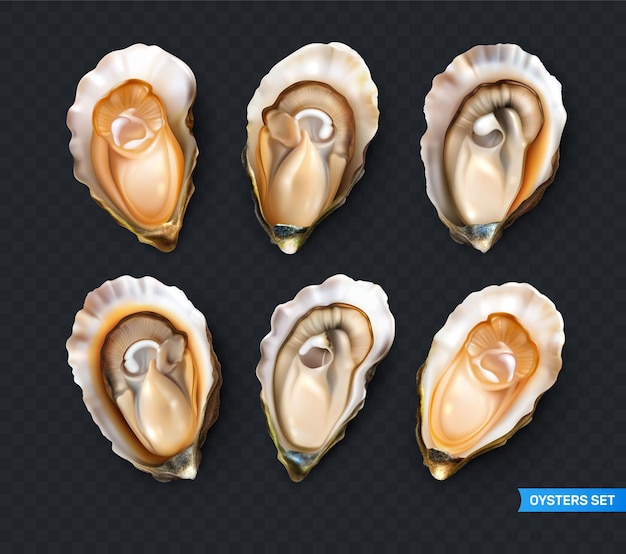 Vecteur gratuit ensemble réaliste d'huîtres fraîches isolé sur illustration vectorielle fond transparent