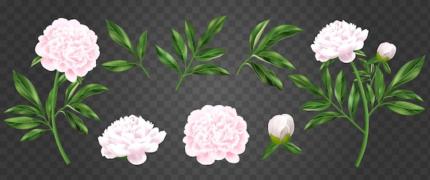 Vecteur gratuit ensemble réaliste de pivoine d'images de fleurs et de plantes isolées sur fond transparent avec illustration vectorielle de feuilles vertes bourgeons