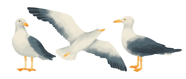 Vecteur gratuit ensemble de styles aquarelle oiseaux mouette