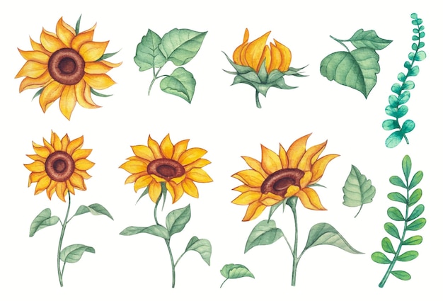 Vecteur gratuit ensemble de tournesol aquarelle dessiné à la main