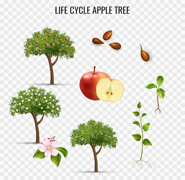 Vecteur gratuit ensemble transparent apple life cycle