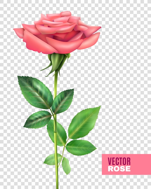 Vecteur gratuit ensemble transparent rose et pétales